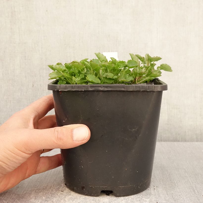 Campanula persicifolia La Bello Maceta 2L/3L Ejemplar entregado en la primavera