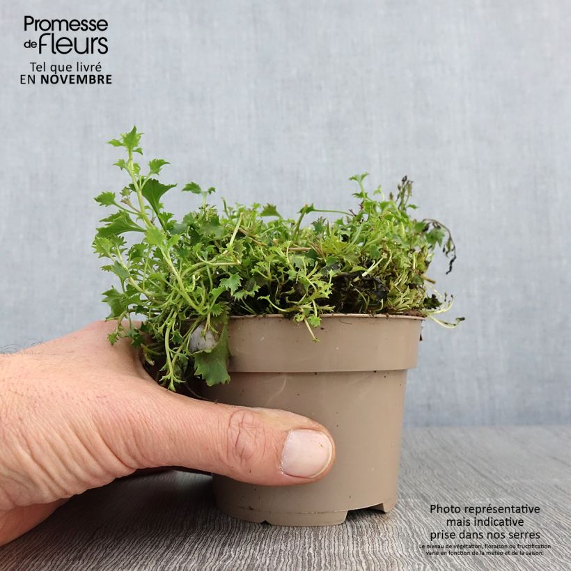 Ejemplar de Campanula poscharskyana Ambella Intense Purple Maceta 1L/1,5L entregado en otoño