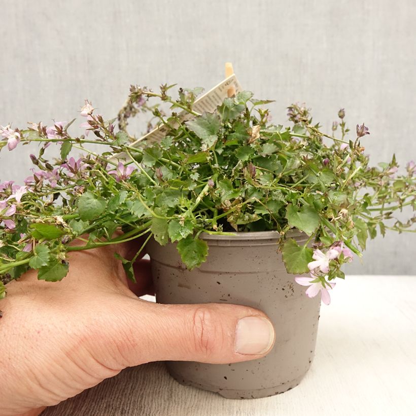 Campanula poscharskyana Adansa Pink Maceta 1L/1,5L Ejemplar entregado en la primavera