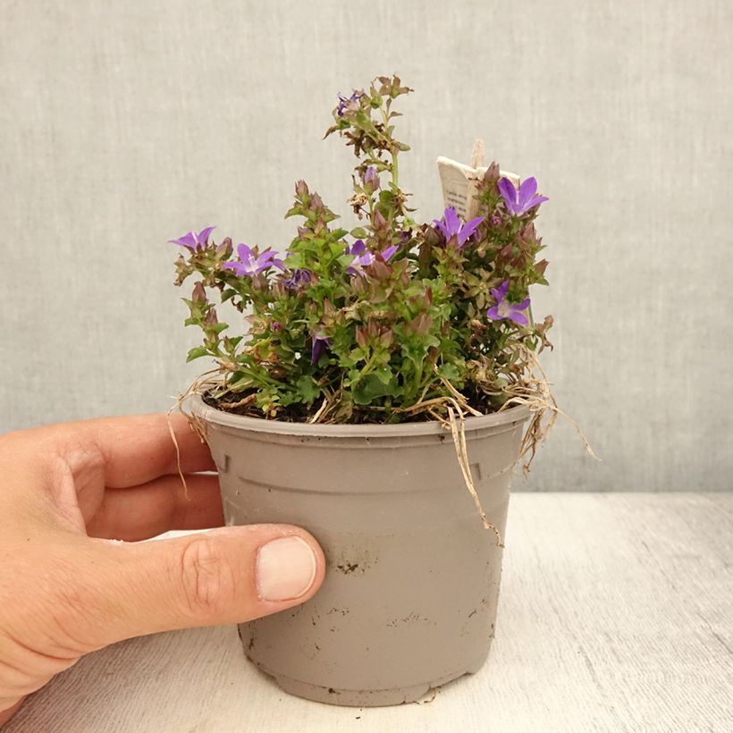 Ejemplar de Campanula poscharskyana Adansa Purple Maceta 1L/1,5L entregado en verano