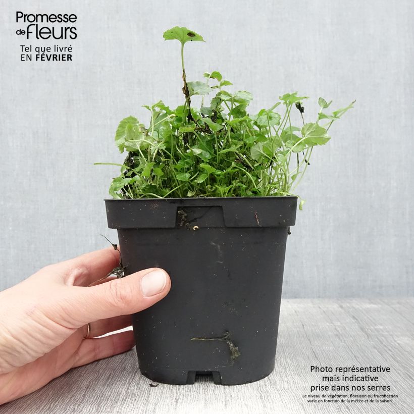 Campanula poscharskyana Maceta 2L/3L Ejemplar entregado en invierno