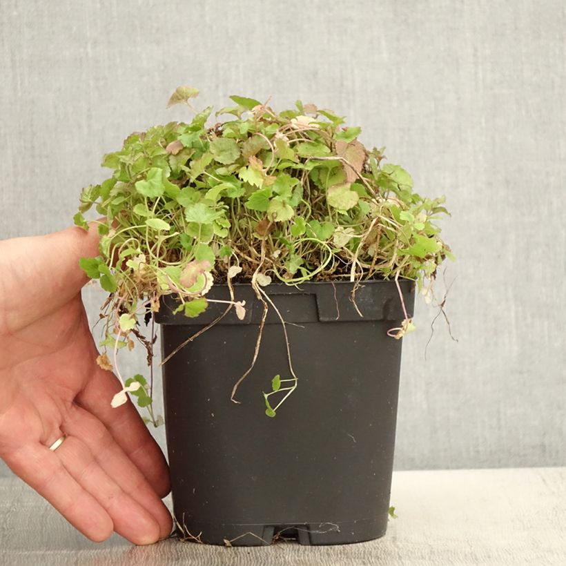 Campanula poscharskyana Maceta 2L/3L Ejemplar entregado en la primavera