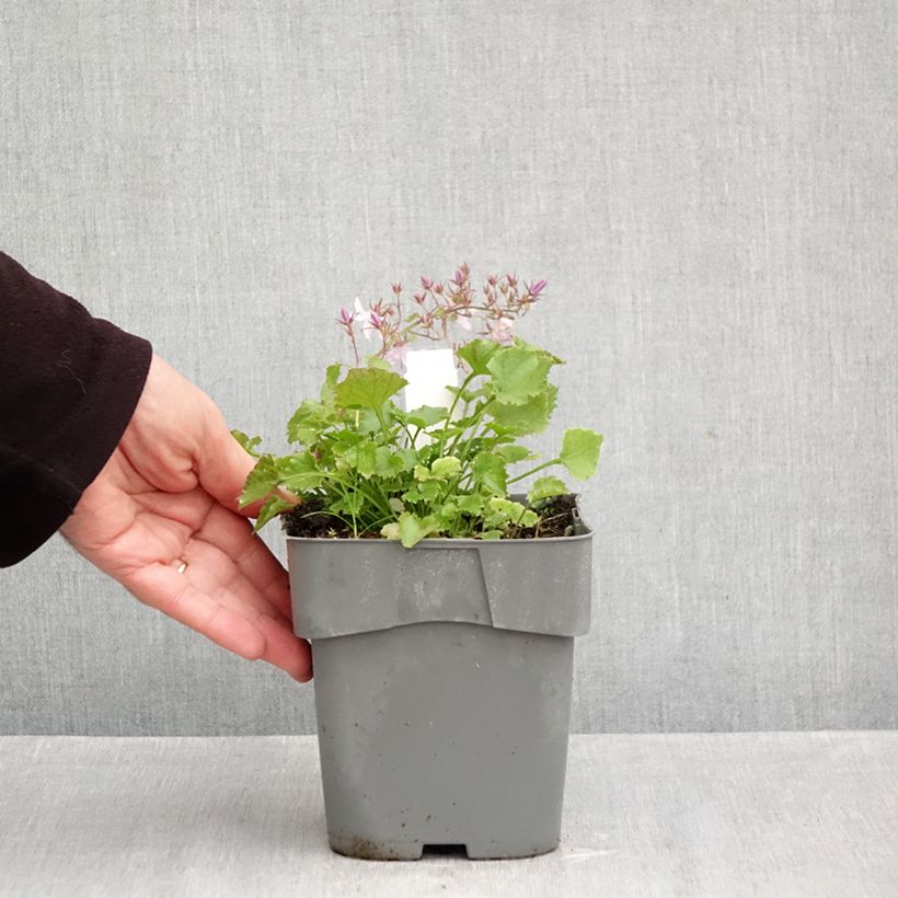 Ejemplar de Campanula poscharskyana Lisduggan Variety Maceta 2L/3L entregado en otoño