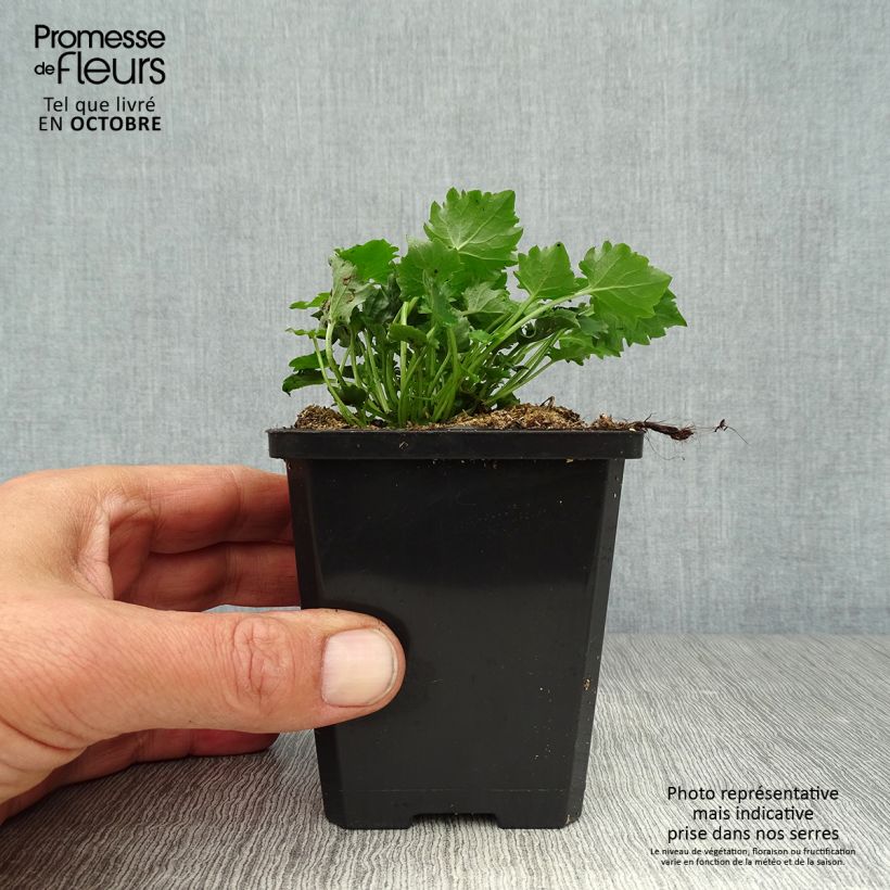 Ejemplar de Campanula poscharskyana Stella Maceta de 8/9 cm entregado en otoño