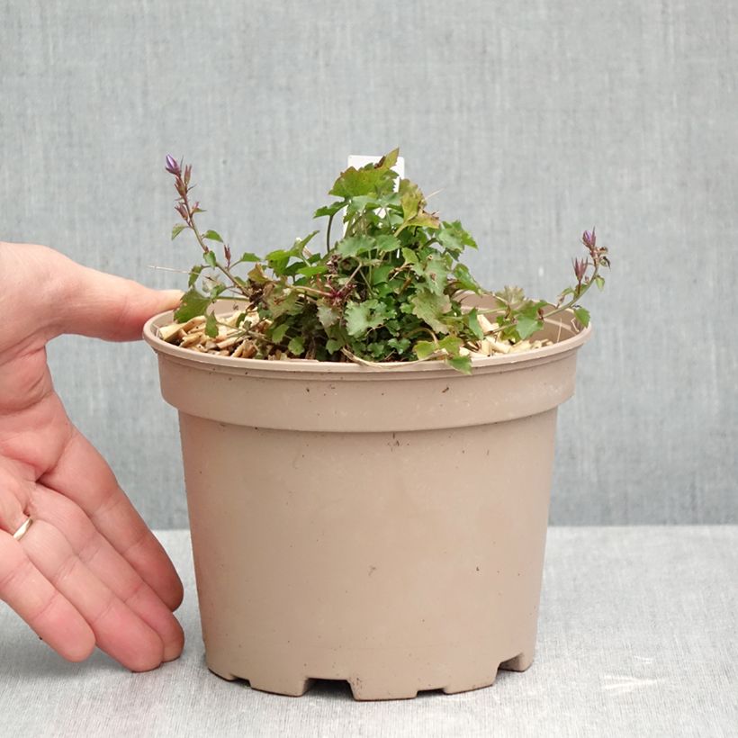 Ejemplar de Campanula poscharskyana Stella Maceta 2L/3L entregado en otoño