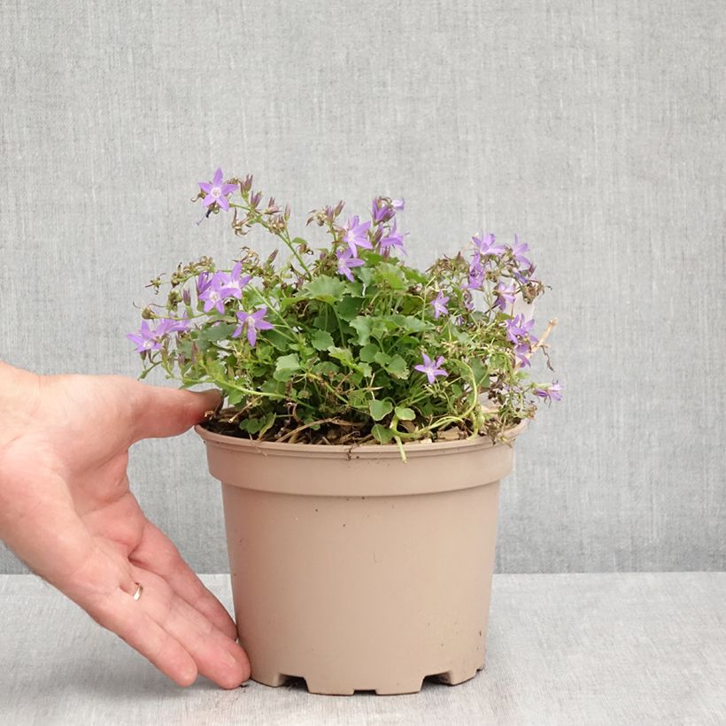 Ejemplar de Campanula poscharskyana Stella Maceta 2L/3L entregado en verano