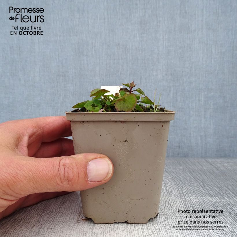 Ejemplar de Campanula poscharskyana Trollkind Maceta de 8/9 cm entregado en otoño