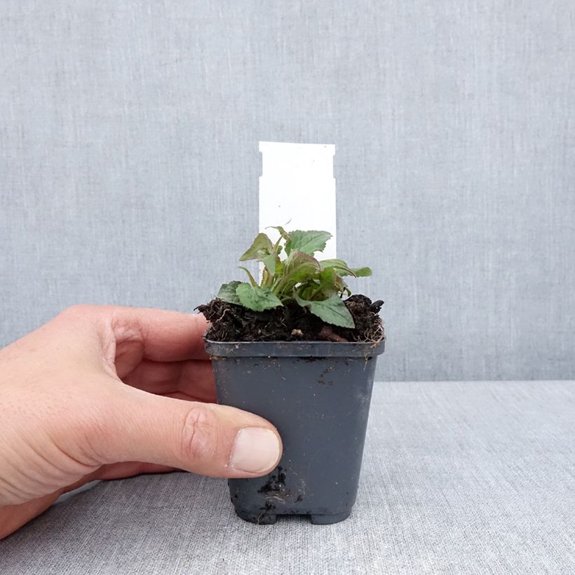 Campanula punctata Milky Way Maceta de 8/9 cm Ejemplar entregado en la primavera