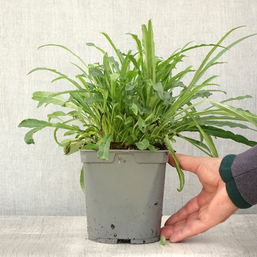 Ejemplar de Campanula persicifolia Alba Maceta 2L/3L entregado en otoño