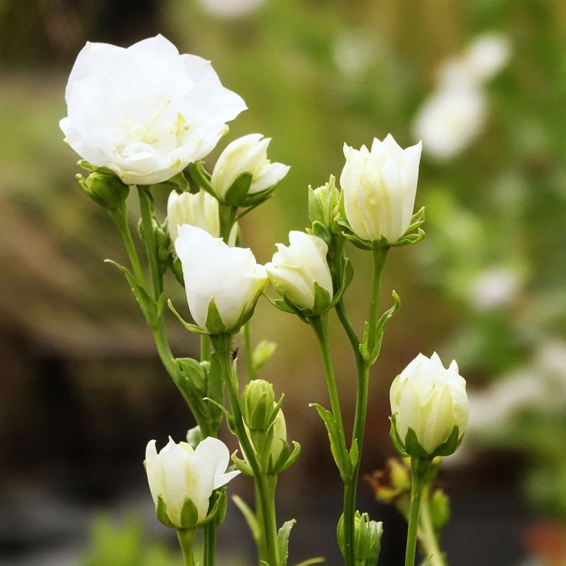 Campanula persicifolia La Bonne Amie - Campanilla (Floración)