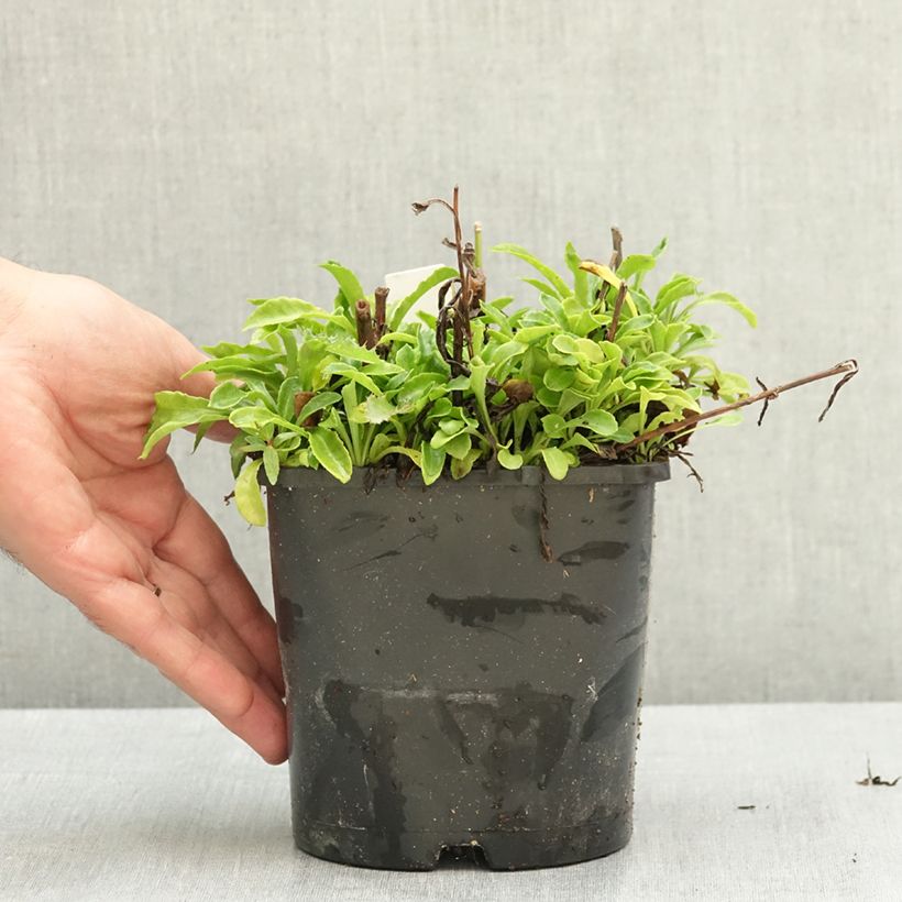 Ejemplar de Campanula persicifolia La Bonne Amie - Campanilla Maceta 1,5L/2L entregado en verano
