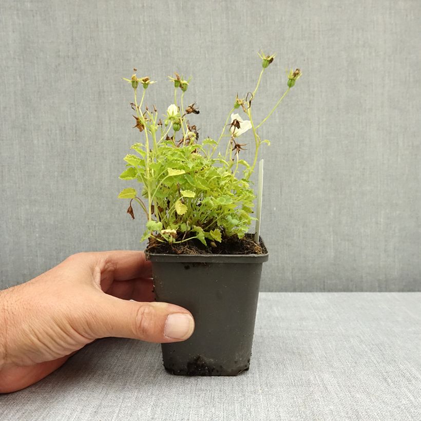Ejemplar de Campanula carpatica Clips Whites Maceta de 8/9 cm entregado en verano