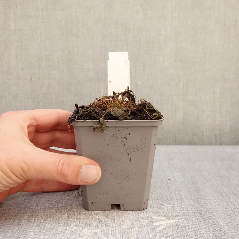 Campanula carpatica Clips Whites Maceta de 8/9 cm Ejemplar entregado en invierno