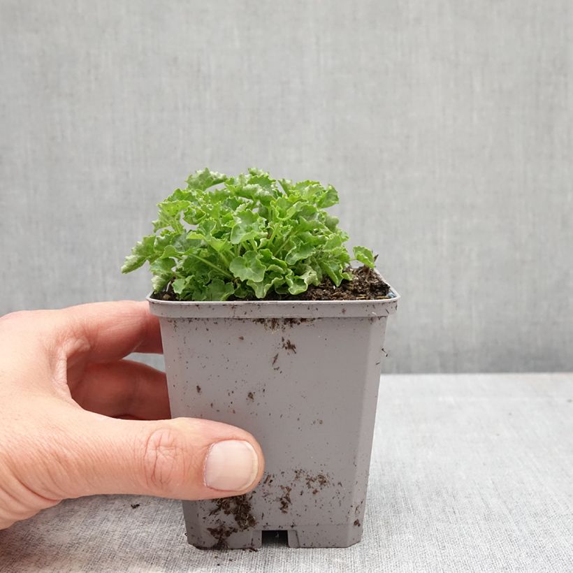 Campanula carpatica Clips Whites Maceta de 8/9 cm Ejemplar entregado en la primavera