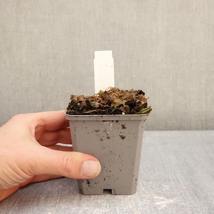 Campanula carpatica Clips bleues Maceta de 8/9 cm Ejemplar entregado en invierno