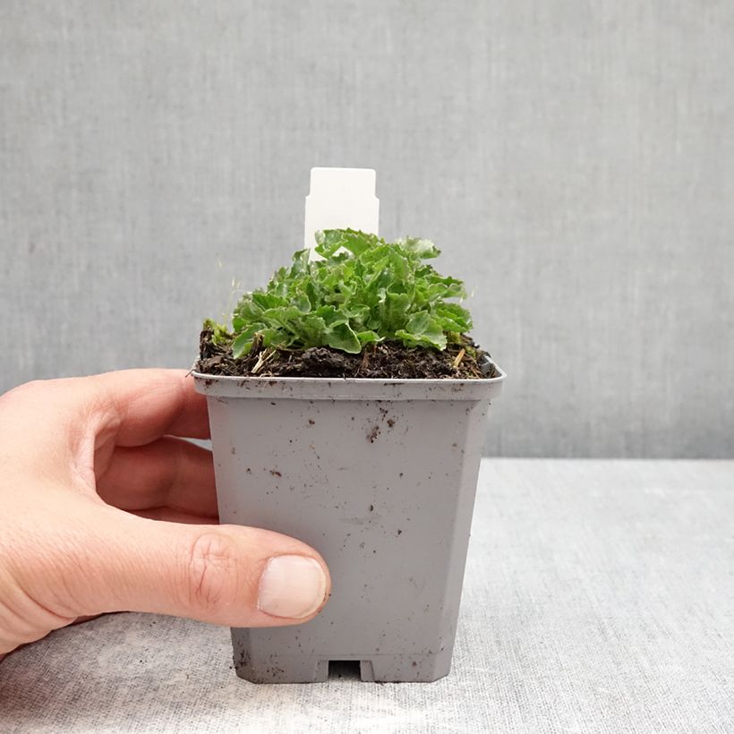 Campanula carpatica Clips bleues Maceta de 8/9 cm Ejemplar entregado en la primavera