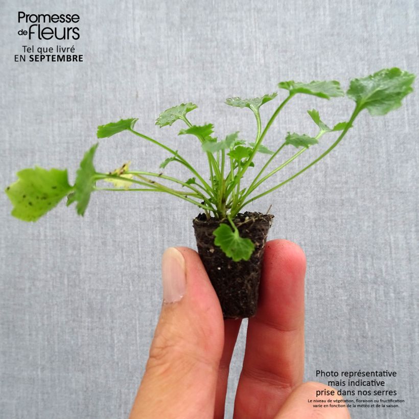 Ejemplar de Campanula portenschlagiana minicepellón: Ø 3/4 cm entregado en otoño