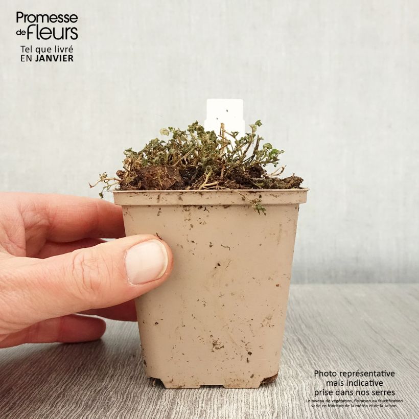 Campanula cochleariifolia Elizabeth Oliver Maceta de 8/9 cm Ejemplar entregado en invierno