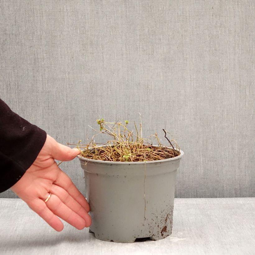 Campanula cochleariifolia Elizabeth Oliver Maceta 2L/3L Ejemplar entregado en invierno