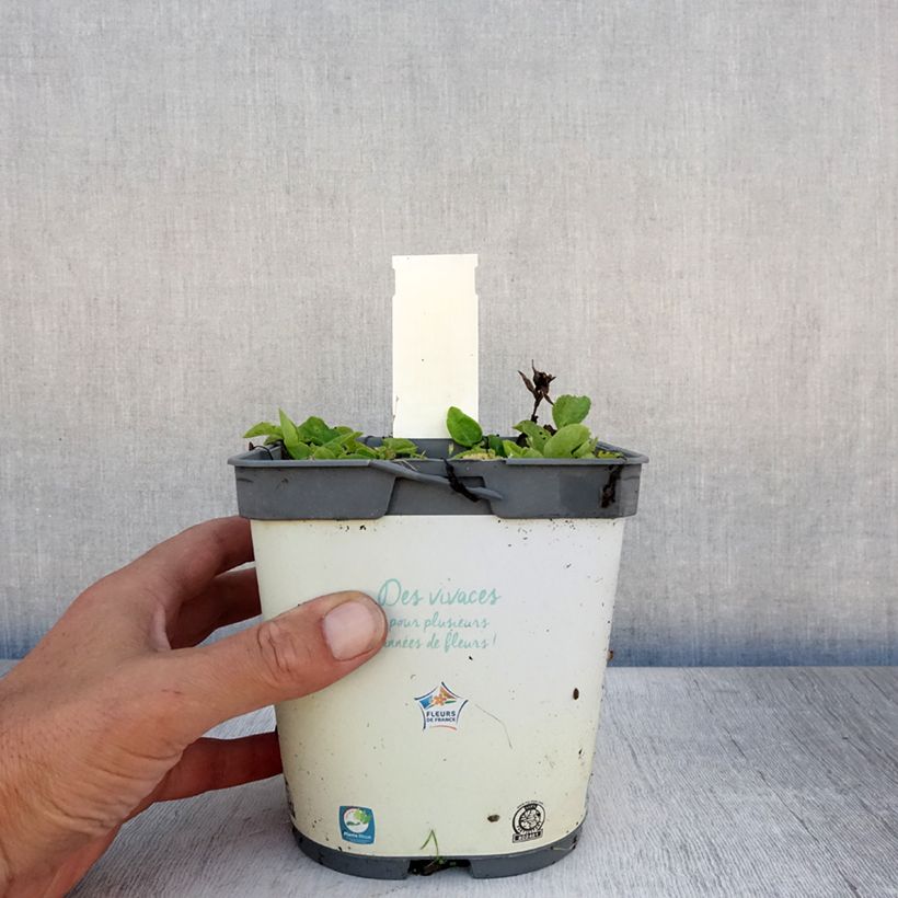 Ejemplar de Campanula glomerata Alba Maceta 2L/3L entregado en verano