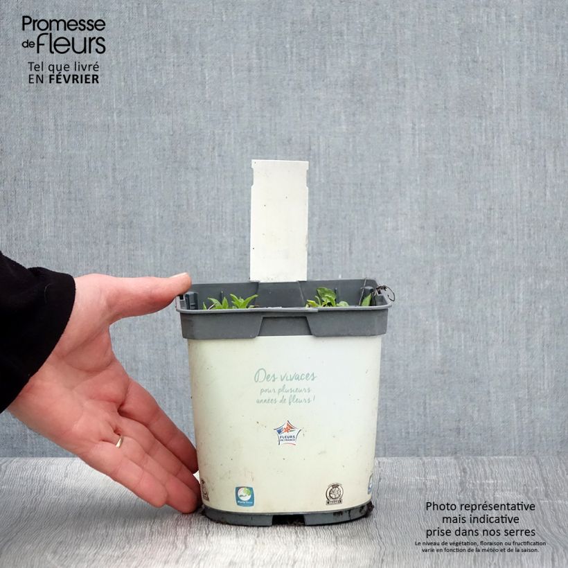 Campanula glomerata Alba Maceta 2L/3L Ejemplar entregado en invierno