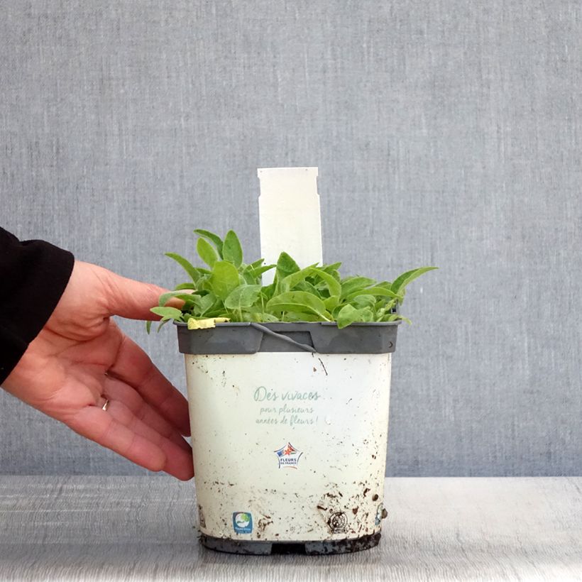 Campanula glomerata Alba Maceta 2L/3L Ejemplar entregado en la primavera