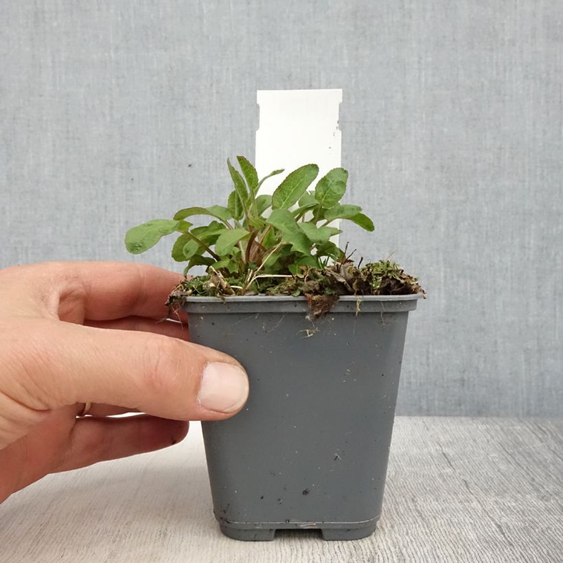 Campanula glomerata var. dahurica Maceta de 8/9 cm Ejemplar entregado en la primavera