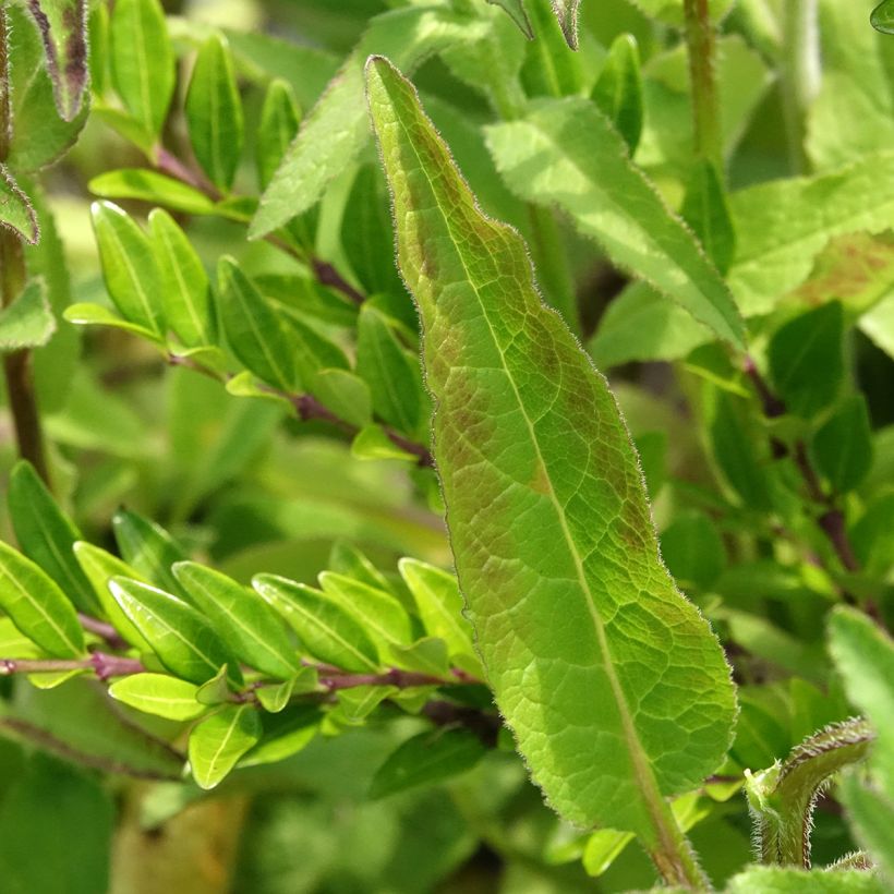 Campanula glomerata var. dahurica (Follaje)