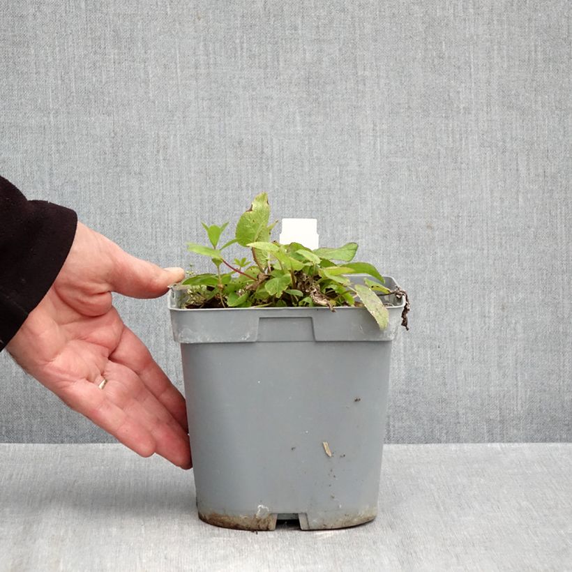 Ejemplar de Campanula glomerata var. dahurica Maceta 2L/3L entregado en otoño