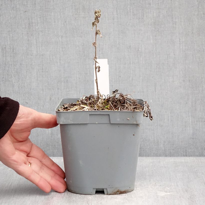 Campanula glomerata var. dahurica Maceta 2L/3L Ejemplar entregado en invierno