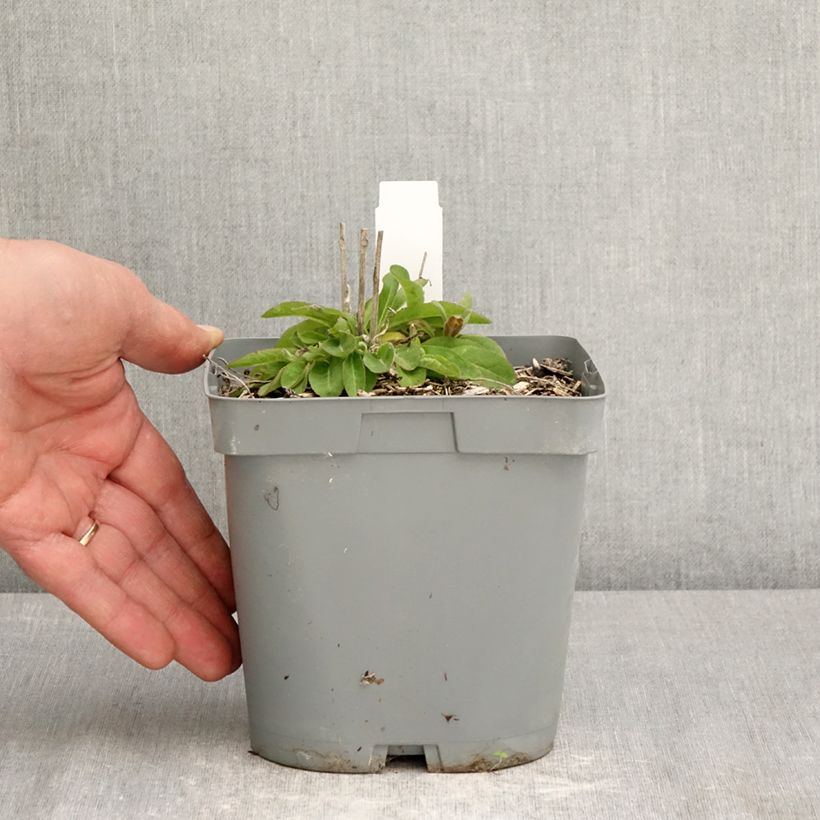 Campanula glomerata var. dahurica Maceta 2L/3L Ejemplar entregado en la primavera