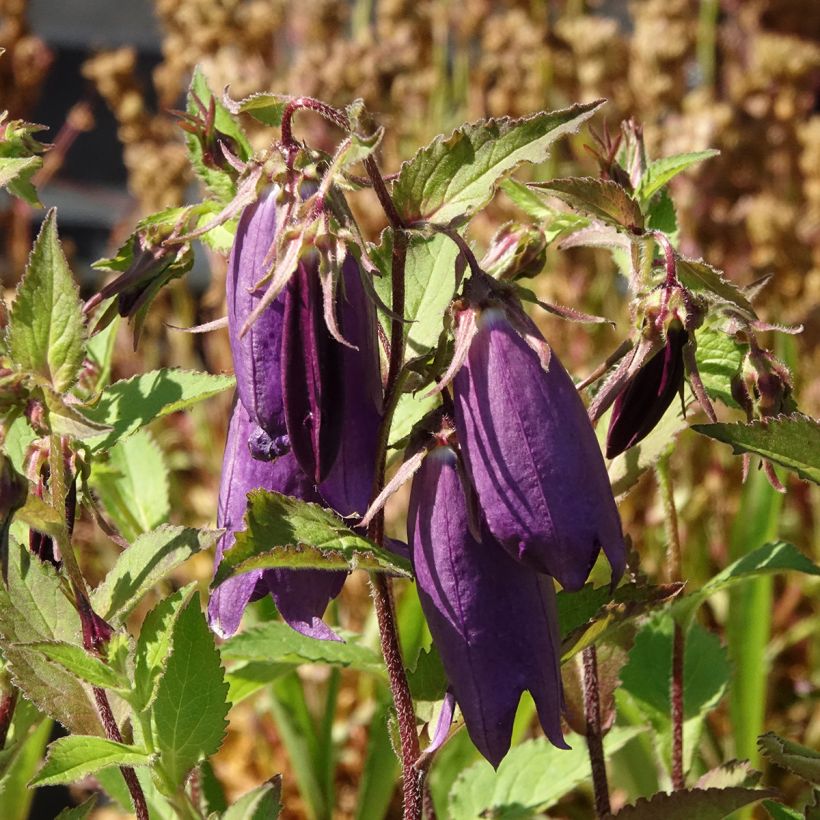 Campanula Kent Belle (Floración)