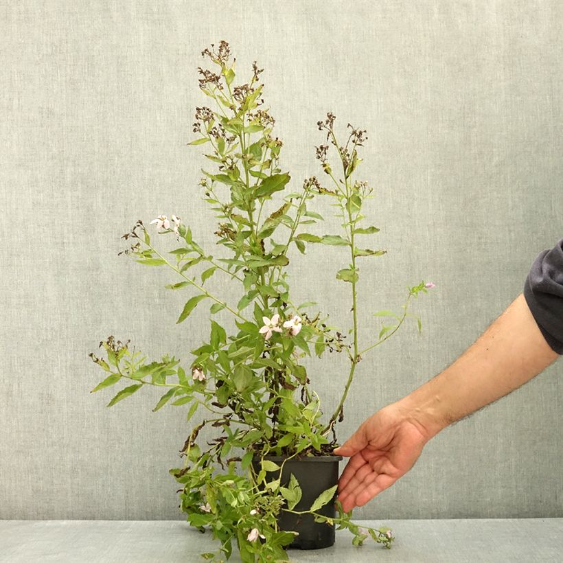 Ejemplar de Campanula lactiflora Loddon Anna Maceta 1,5L/2L entregado en verano