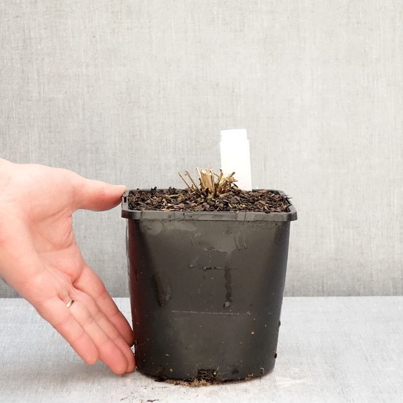 Campanula lactiflora Loddon Anna Maceta 1,5L/2L Ejemplar entregado en invierno