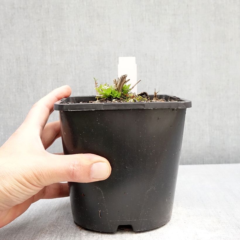 Campanula lactiflora Loddon Anna Maceta 1,5L/2L Ejemplar entregado en la primavera