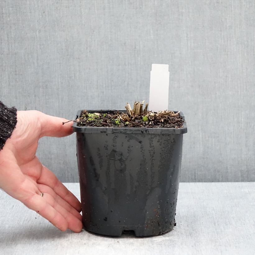 Campanula lactiflora Prichard s variety - Campanilla Maceta 2L/3L Ejemplar entregado en invierno