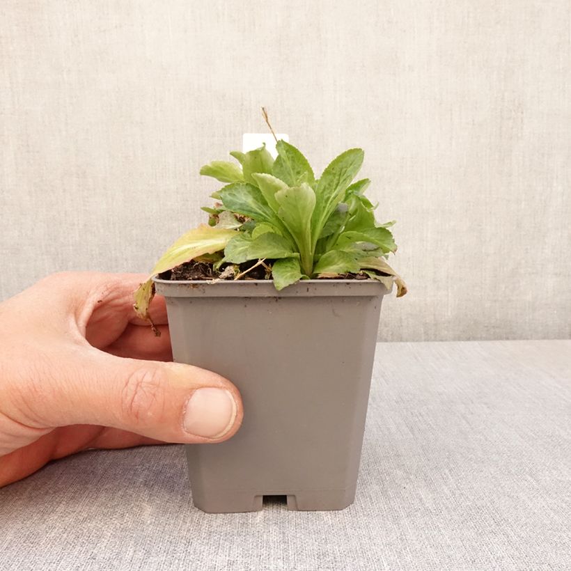 Campanula latifolia var. macrantha Alba Maceta de 8/9 cm Ejemplar entregado en la primavera