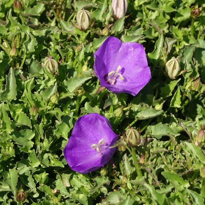 Campanula capartica Mini Marvels Starbright - Campanilla (Floración)