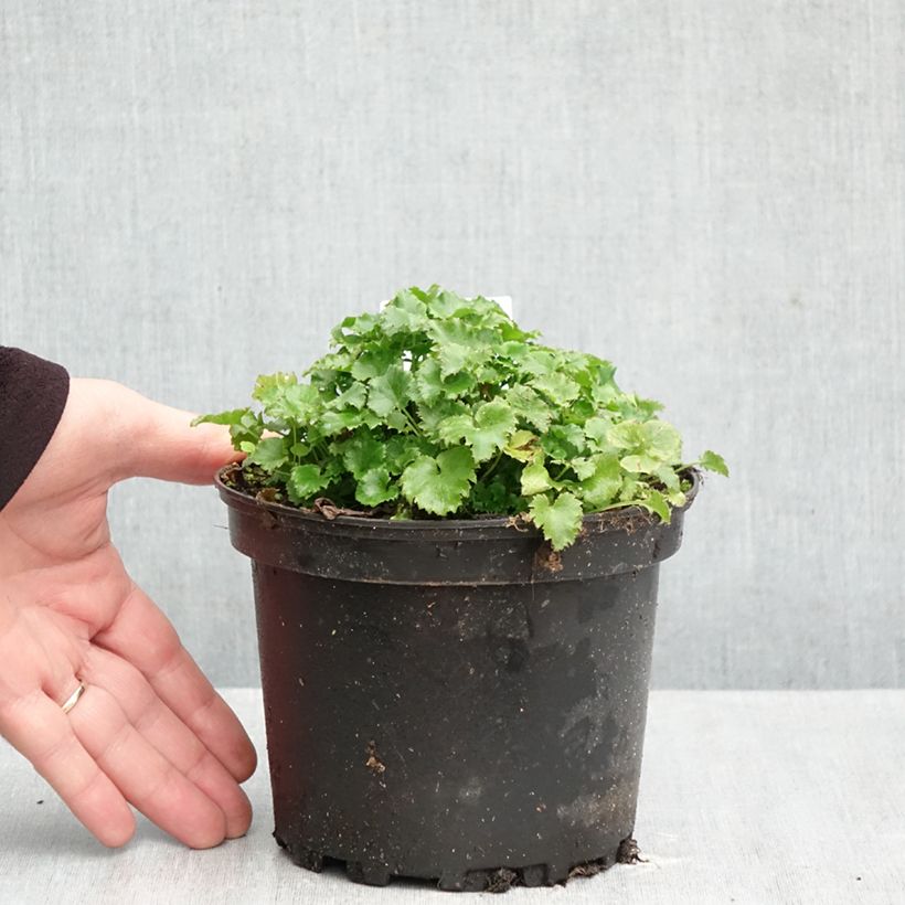 Ejemplar de Campanula poscharskyana Maceta 2L/3L entregado en otoño