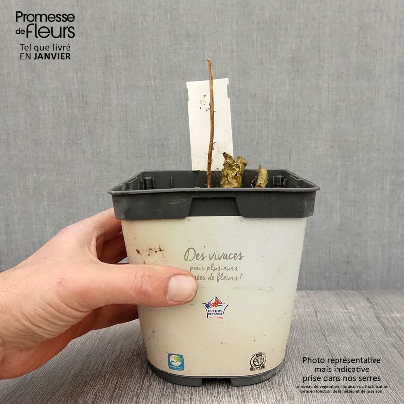 Campanula pyramidalis Alba Maceta 2L/3L Ejemplar entregado en invierno