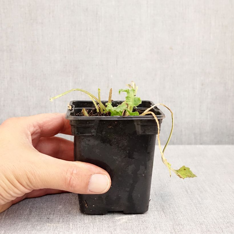 Ejemplar de Campanula takesimana Elisabeth Maceta de 7/8 cm entregado en otoño