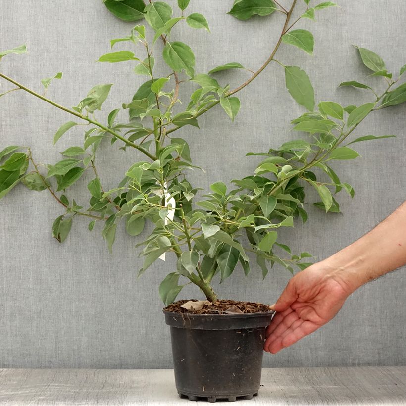 Ejemplar de Cinnamomum camphora - Alcanforero Maceta 2L/3L entregado en verano