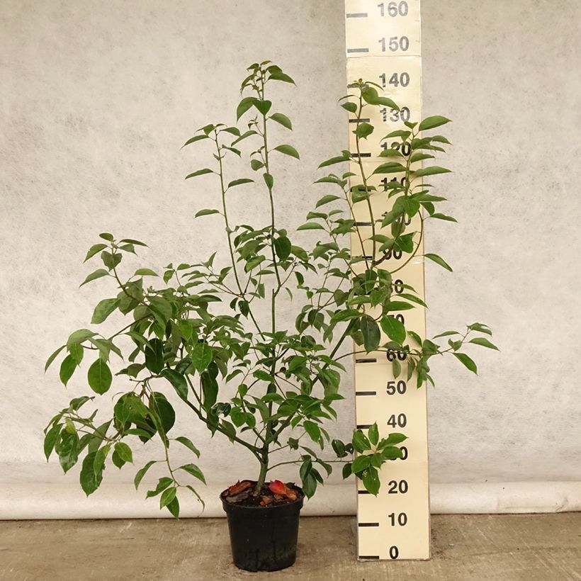 Ejemplar de Cinnamomum camphora - Alcanforero Maceta 7,5L/10L entregado en verano