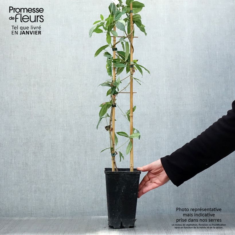 Campsis capreolata Atrosanguinea Maceta 2L/3L Ejemplar entregado en invierno