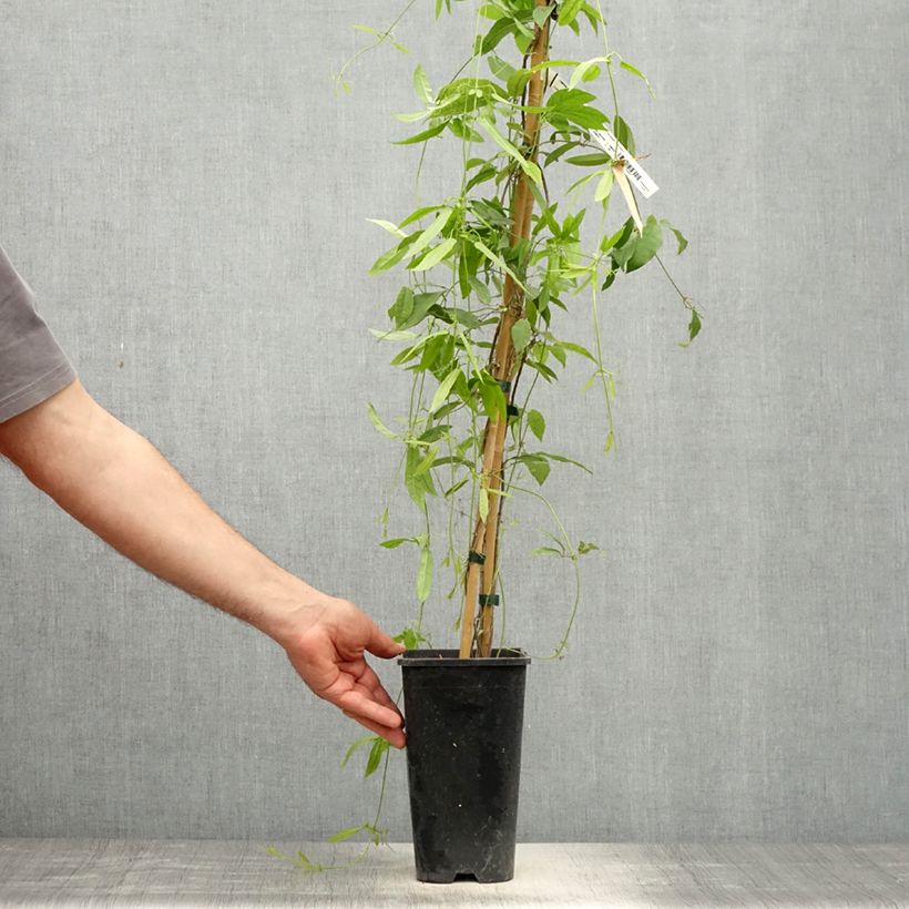 Campsis capreolata Atrosanguinea Maceta 2L/3L Ejemplar entregado en la primavera