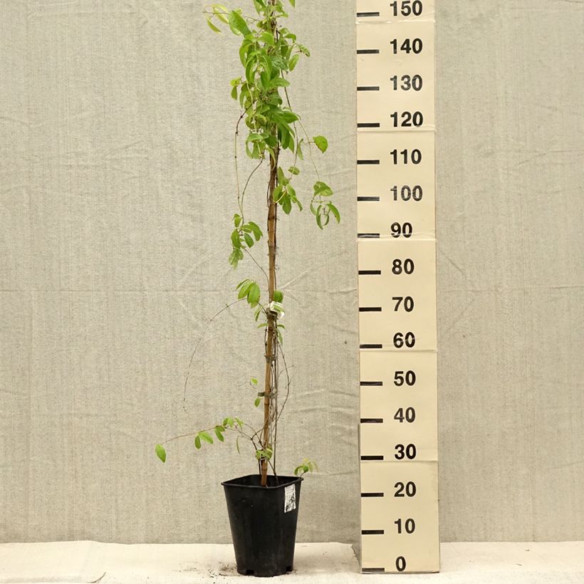 Ejemplar de Campsis capreolata - Bignonia capreolata Maceta 6L/7L entregado en verano