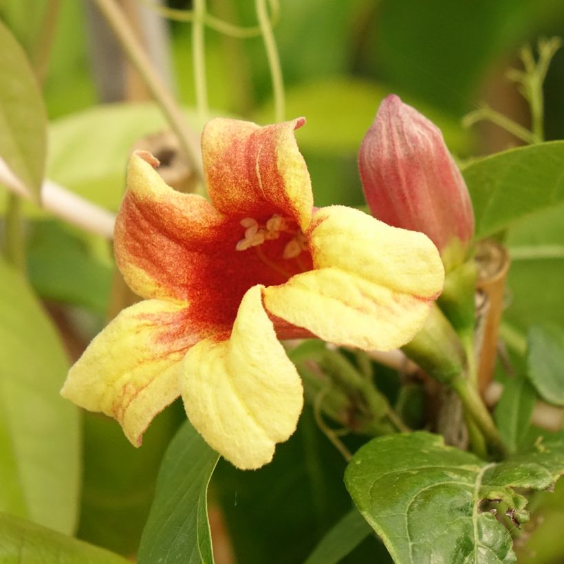 Campsis capreolata - Bignonia capreolata (Floración)
