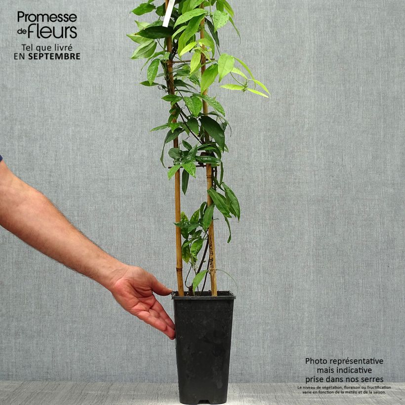 Ejemplar de Campsis capreolata - Bignonia capreolata Maceta 2L/3L entregado en otoño