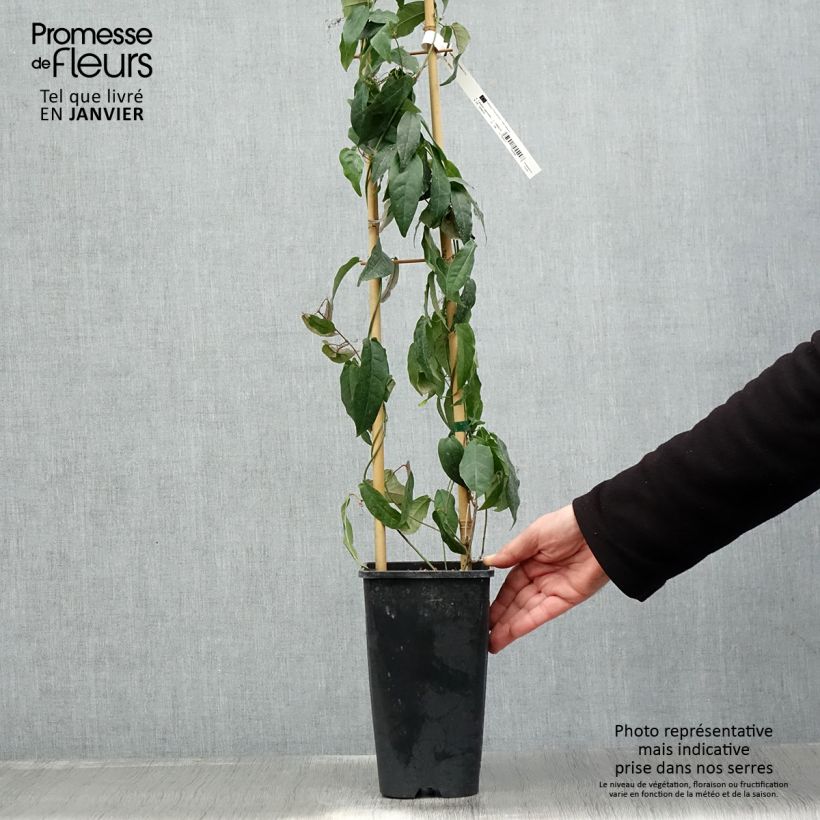 Campsis capreolata - Bignonia capreolata Maceta 2L/3L Ejemplar entregado en invierno