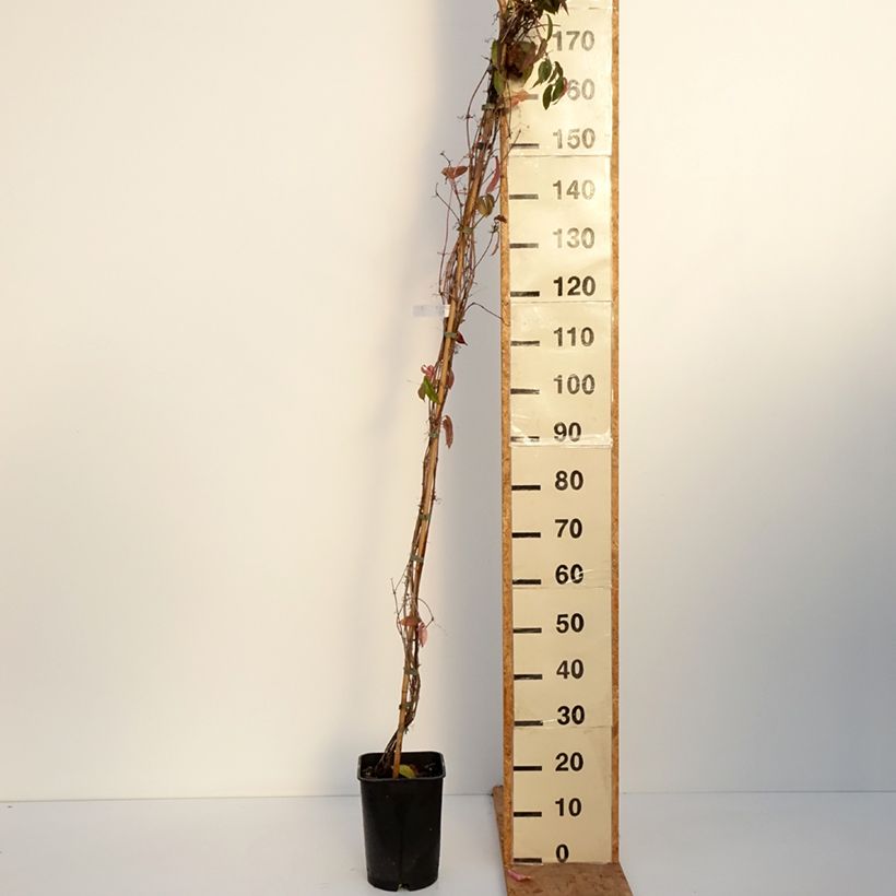 Ejemplar de Campsis capreolata - Bignonia capreolata Maceta 6L/7L entregado en otoño